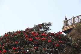 到番西邦峰观看花谷的美丽（组图）