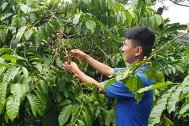 越南国家银行副行长：将为西原地区出台一个特殊机制