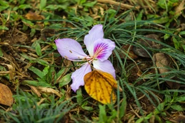 西北山区之美——羊蹄甲花为河内烘云托月（组图）