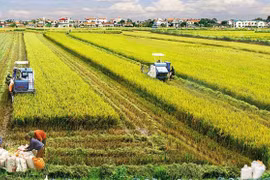 越南农业持续取得良好成效 国家粮食安全保障稳固