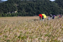 资料图：游客参观韩国顺天湾（Suncheon）。图自越通社