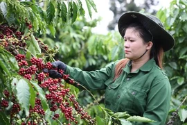 工人采摘咖啡果。图自越通社