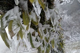 老街省遭严寒天气 多所学校暂时停课