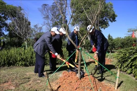 125棵日本樱花树在林同省大叻市植下