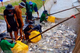 越南迈向建设负责任及可持续发展的渔业