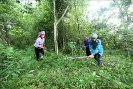 越南莱州省可持续减贫工作成效显著