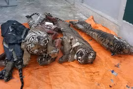 越英两国合作共同加强对野生动植物的保护工作