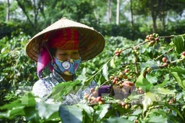 山罗咖啡品牌立足国内市场 