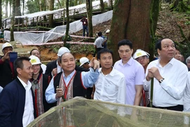 阮春福总理：玉玲人参是越南国宝