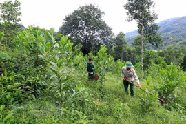 全国补植林地面积为5.6952万公顷