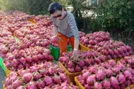 输往中国的火龙果日均出口量为1.3万吨 