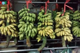 大皇村的特产贡蕉