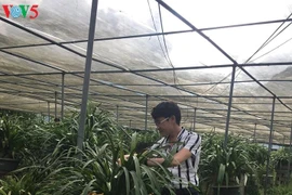 佐肥乡居民靠种植大花蕙兰脱了贫