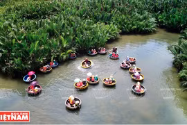 绿油油的锦青水椰林