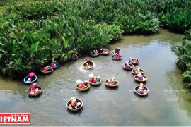 绿油油的锦青水椰林