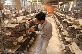 发展1.5万个高效农业合作社的提案获批