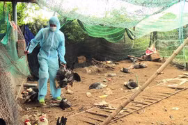 越南富安省发现一处H5N6禽流感疫情区