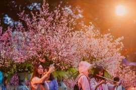 日本樱花在李太祖花园盛开 迎接日本文化交流节