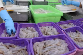 欧盟--越南虾类产品的最大出口市场