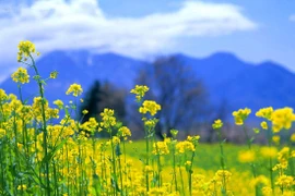 清化省油菜花田为当地开辟旅游发展新路线