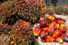 马来西亚棕榈油需求量猛增