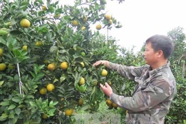 和平省将举行特色水果推介活动