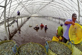 金瓯省努力扩大虾类出口市场