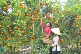 同塔省主动维护果树重点种植区