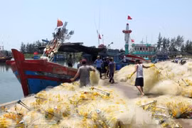 岘港市继续加大力度防范非法捕捞行为