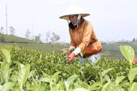 没有建立起著名茶叶品牌 茶叶出口受阻