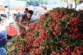 北江省注重发展主要出口产品