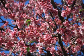 “赴帕框欣赏樱花”的奠边-帕框-樱花节将于2019年1月开场