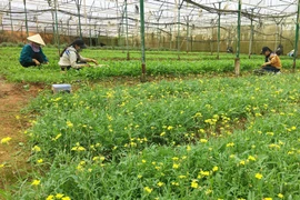 今年前6月芹苴市农业生产增长率较高