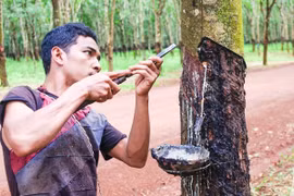 1-8月柬埔寨橡胶出口量增长21%