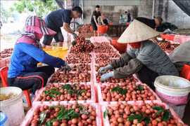 北江省农民收获荔枝。图自互联网