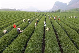 附图 图自越通社