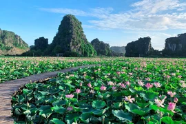 组图：宁平省在秋季盛开的荷花池令人惊叹