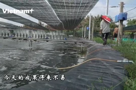 新虾子养殖模式助力农民脱贫致富