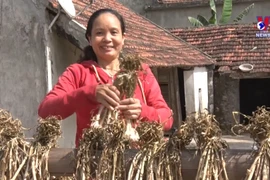 广平省巴屯紫皮大蒜种植模式带来较高经济效益