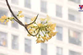 300年的鱼木树进入盛花期 满树金黄令人眼前一亮