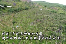 山萝省少数民族同胞靠种植火龙果脱贫致富