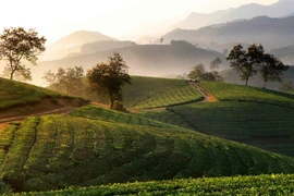 组图：越南旅游：来富寿省龙谷茶山看日出