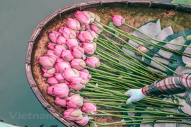 组图：西湖莲花茶——河内夏季特产