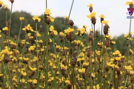 鸟栖国家公园的黄眼草花田留住游客的脚步