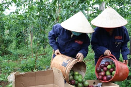 自7月1日起中国以试点形式进口越南百香果