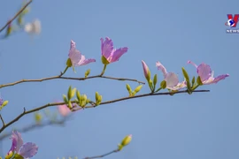 越南西北山区羊蹄甲花盛放