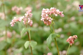 越南河江省荞麦花海美不胜收