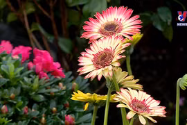春节临近 花卉市场年味儿浓
