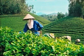 收获安沛省荣获江泉茶