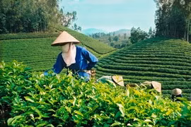 收获安沛省荣获江泉茶